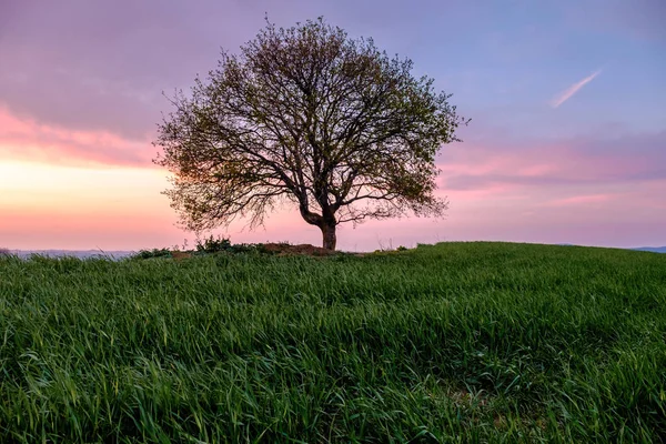 Paesaggio Campagna Con Singolo Albero Prato Verde Sotto Tramonto Cielo — Foto Stock