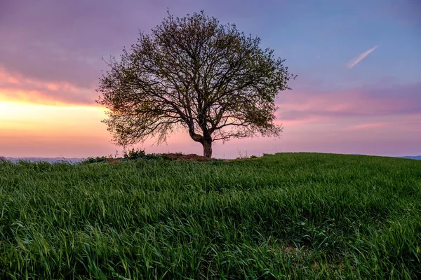 Paesaggio Campagna Con Singolo Albero Prato Verde Sotto Tramonto Cielo — Foto Stock