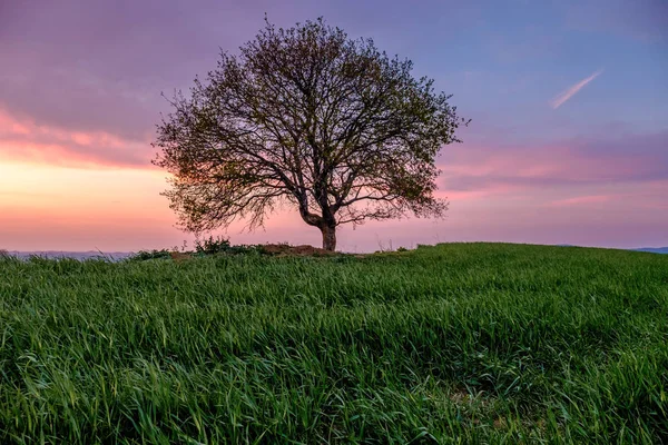 Paesaggio Campagna Con Singolo Albero Prato Verde Sotto Tramonto Cielo — Foto Stock