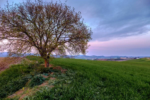 Paisagem Rural Com Uma Única Árvore Prado Verde Sob Pôr — Fotografia de Stock