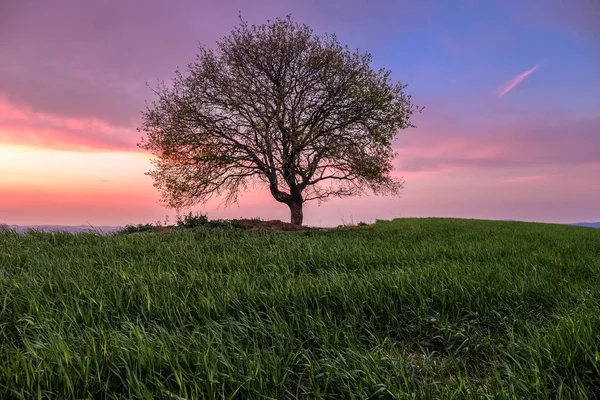 Paesaggio Campagna Con Singolo Albero Prato Verde Sotto Tramonto Cielo — Foto Stock