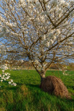 Toskana, Italya Güneş ışığı yeşil kırsal buğday alanında çiçek açan ağaç ve saman balya ile kırsal sahne