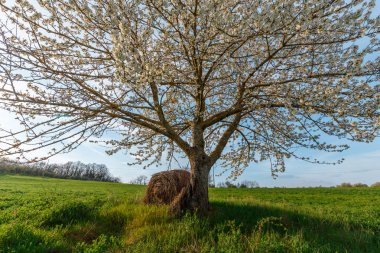 Toskana, Italya Güneş ışığı yeşil kırsal buğday alanında çiçek açan ağaç ve saman balya ile kırsal sahne