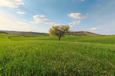 Toskana köyünde yeşil kırsal alanda büyüyen ağacın kırsal sahne, Italya