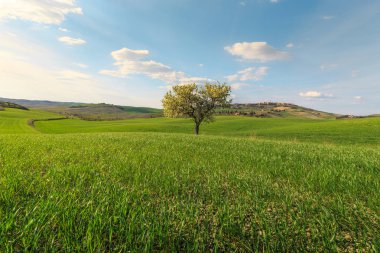 Toskana köyünde yeşil kırsal alanda büyüyen ağacın kırsal sahne, Italya