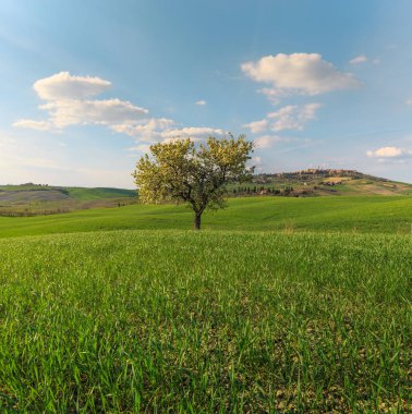 Toskana köyünde yeşil kırsal alanda büyüyen ağacın kırsal sahne, Italya
