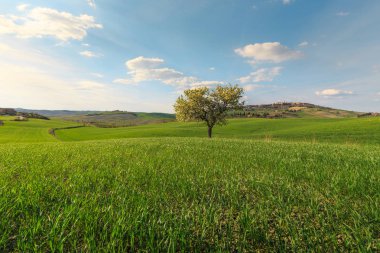 Toskana köyünde yeşil kırsal alanda büyüyen ağacın kırsal sahne, Italya