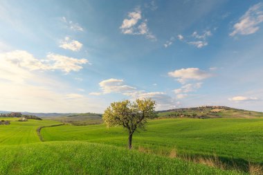 Toskana köyünde yeşil kırsal alanda büyüyen ağacın kırsal sahne, Italya