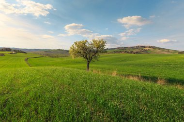 Toskana köyünde yeşil kırsal alanda büyüyen ağacın kırsal sahne, Italya