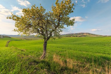 Toskana köyünde yeşil kırsal alanda büyüyen ağacın kırsal sahne, Italya
