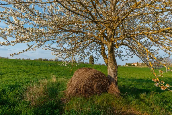 Αγροτική Σκηνή Δέντρο Άνθισμα Και Σανό Πράσινο Χωράφι Σιταριού Στο — Φωτογραφία Αρχείου