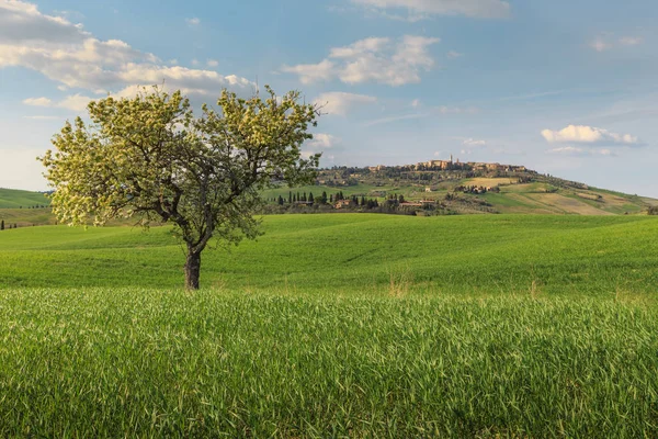 Scena Rurale Con Campo Grano Verde Albero Sotto Cielo Blu — Foto Stock