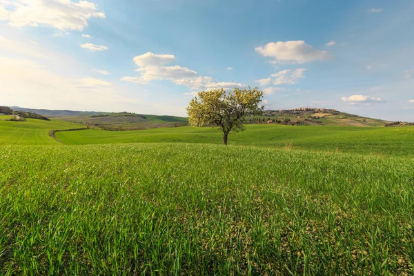 Rural scene of tree growing in green countryside field in Tuscany village, Italy