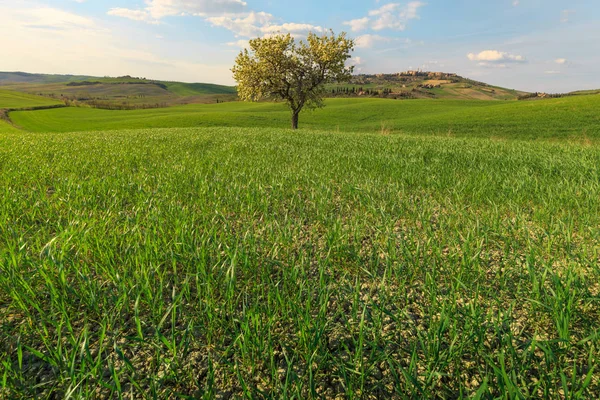 Escena Rural Cultivo Árboles Campo Verde Pueblo Toscana Italia —  Fotos de Stock