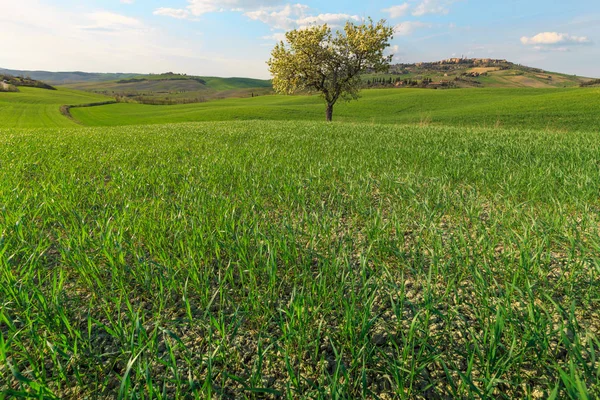 Scenario Rurale Alberi Che Crescono Verde Campo Campagna Toscana Italia — Foto Stock