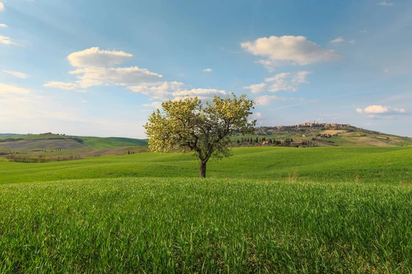 Cena Rural Árvore Crescendo Campo Verde Aldeia Toscana Itália — Fotografia de Stock