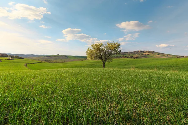 Cena Rural Árvore Crescendo Campo Verde Aldeia Toscana Itália — Fotografia de Stock