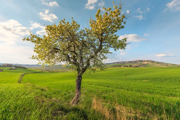 Escena Rural Cultivo Árboles Campo Verde Pueblo Toscana Italia — Foto de Stock