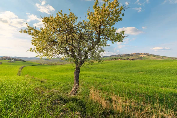 Cena Rural Árvore Crescendo Campo Verde Aldeia Toscana Itália — Fotografia de Stock