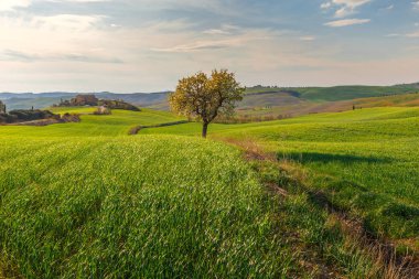 Toskana köyünde yeşil kırsal alanda büyüyen ağacın kırsal sahne, Italya