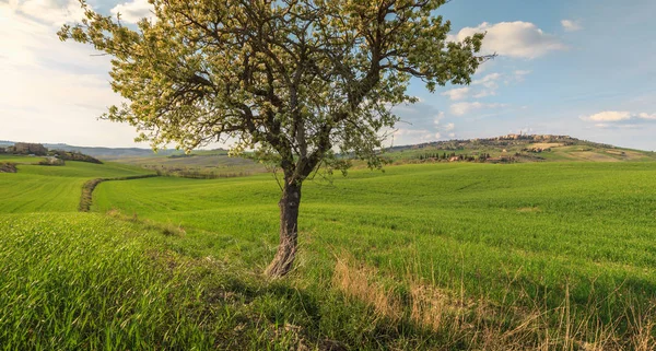 Cena Rural Árvore Crescendo Campo Verde Aldeia Toscana Itália — Fotografia de Stock