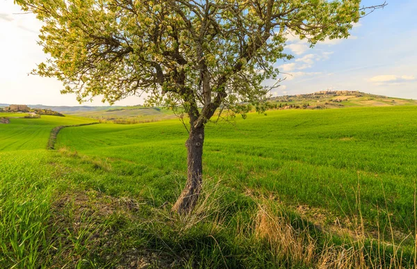 Ländliche Szene Des Baumanbaus Auf Einem Grünen Feld Einem Toskanischen — Stockfoto