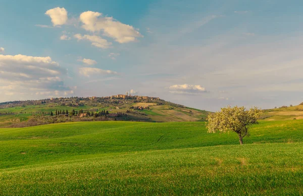 Scenario Rurale Alberi Che Crescono Verde Campo Campagna Toscana Italia — Foto Stock