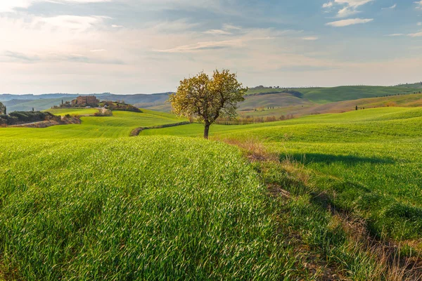 Rural scene of tree growing in green countryside field in Tuscany village, Italy