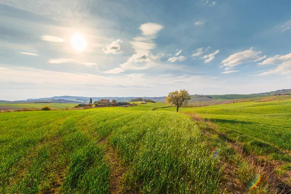 Cena Rural Árvore Crescendo Campo Verde Aldeia Toscana Itália — Fotografia de Stock