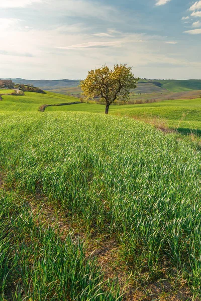 Ländliche Szene Des Baumanbaus Auf Einem Grünen Feld Einem Toskanischen — Stockfoto