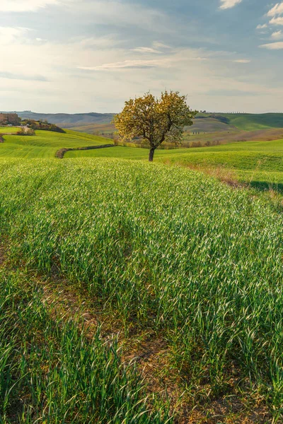 Rural scene of tree growing in green countryside field in Tuscany village, Italy