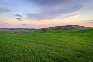 Toskana, Italya 'da günbatımı gökyüzü altında yeşil kırsal buğday alanında ağaç ile kırsal sahne