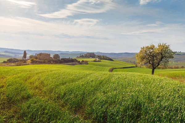 Сільська Сцена Вирощування Дерев Зеленому Заміському Полі Селі Тоскана Італія — стокове фото