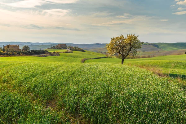 Cena Rural Árvore Crescendo Campo Verde Aldeia Toscana Itália — Fotografia de Stock