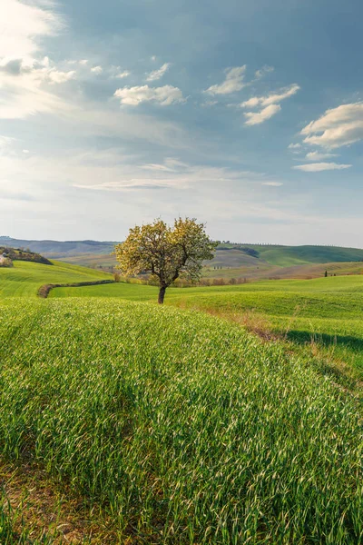 Ländliche Szene Des Baumanbaus Auf Einem Grünen Feld Einem Toskanischen — Stockfoto