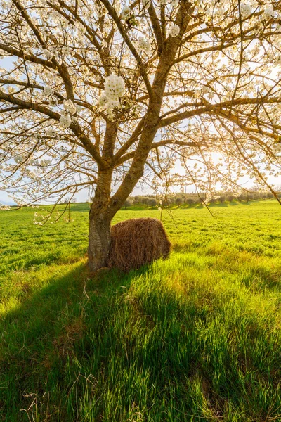 Rural scene with blossoming tree and hay bale in green countryside wheat field in sunlight in Tuscany, Italy