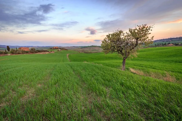 Rural scene with tree in green countryside wheat field under sunset sky in Tuscany, Italy