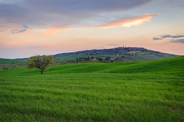 Rural scene with tree in green countryside wheat field under sunset sky in Tuscany, Italy
