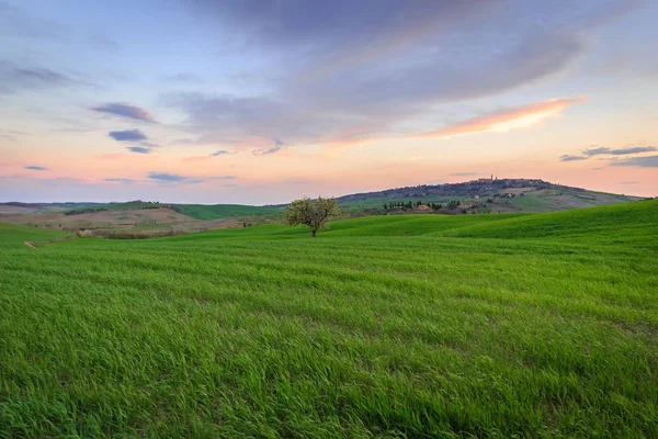 Vidéki Jelenet Zöld Vidék Búza Mező Alatt Naplemente Toszkánában Olaszország — Stock Fotó