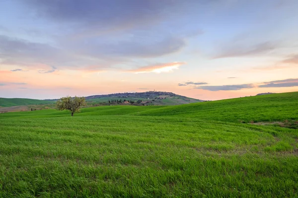 Escena Rural Con Árbol Campo Verde Campo Trigo Bajo Cielo — Foto de Stock