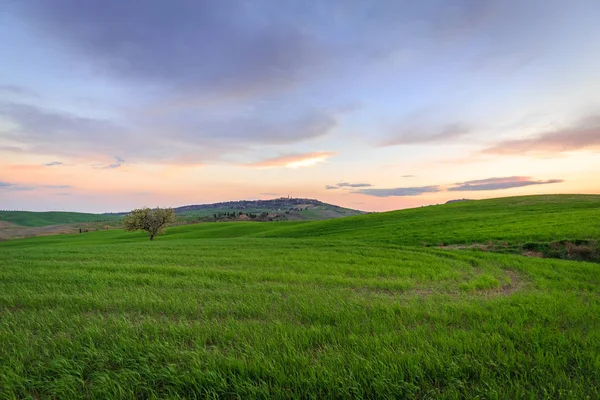 Escena Rural Con Árbol Campo Verde Campo Trigo Bajo Cielo — Foto de Stock