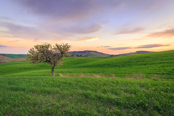Vidéki Jelenet Zöld Vidék Búza Mező Alatt Naplemente Toszkánában Olaszország — Stock Fotó