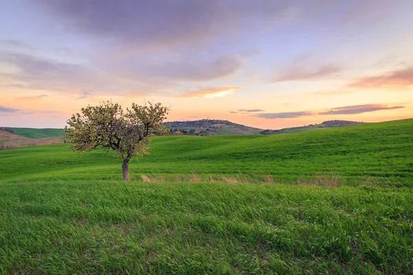 Scena Rurale Con Albero Campo Grano Verde Sotto Cielo Del — Foto Stock