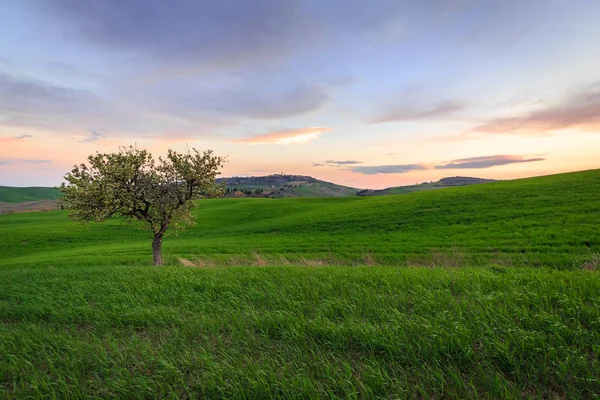 Scena Rurale Con Albero Campo Grano Verde Sotto Cielo Del — Foto Stock