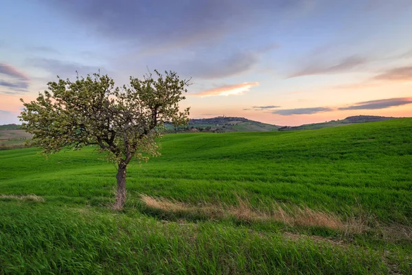 Scena Rurale Con Albero Campo Grano Verde Sotto Cielo Del — Foto Stock