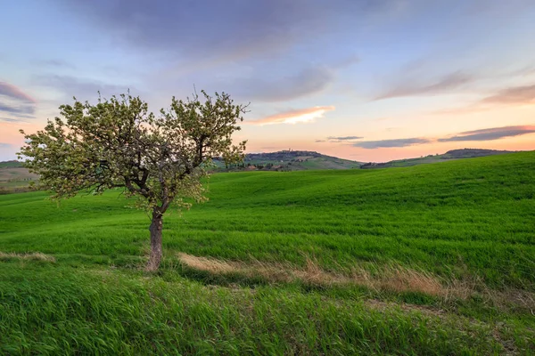 Escena Rural Con Árbol Campo Verde Campo Trigo Bajo Cielo — Foto de Stock