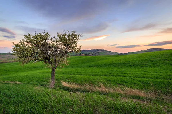 Scena Rurale Con Albero Campo Grano Verde Sotto Cielo Del — Foto Stock