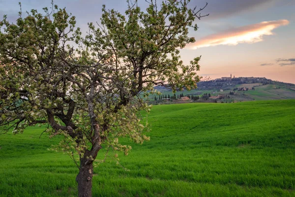 Αγροτική Σκηνή Δέντρο Πράσινο Χωράφι Σιτάρι Κάτω Από Ηλιοβασίλεμα Στην — Φωτογραφία Αρχείου