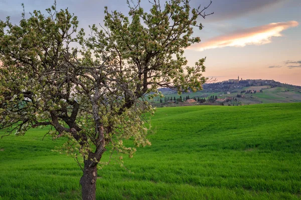 Scena Rurale Con Albero Campo Grano Verde Sotto Cielo Del — Foto Stock