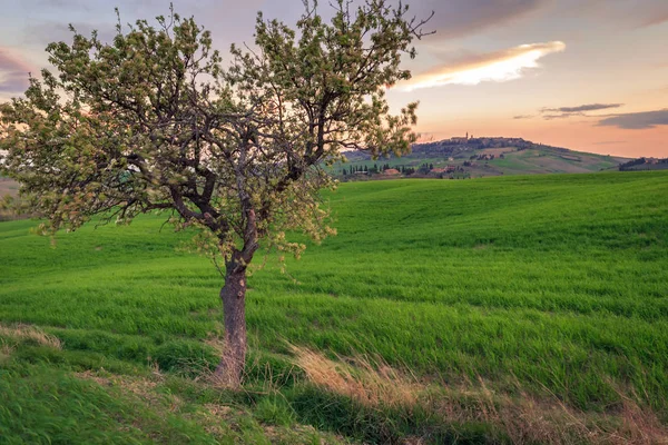 Scena Rurale Con Albero Campo Grano Verde Sotto Cielo Del — Foto Stock